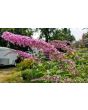 Purple Butterfly Bush AKA Summer Lilac 