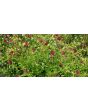 Cherry Red Scabiosa Seeds (Certified Organic) Knautia macedonica 