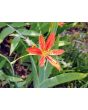 Orange Blackberry Lily