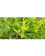 Showy Tick Trefoil Seeds (Certified Organic)