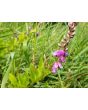 Showy Tick Trefoil Seeds (Certified Organic)