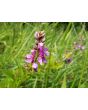 Showy Tick Trefoil Seeds (Certified Organic)