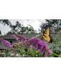 Purple Butterfly Bush AKA Summer Lilac 