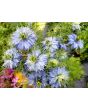 Love-in-a-Mist Mix Seeds (Certified Organic)