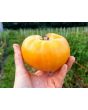 Tomato 'Marzipan Gold' Seeds (Certified Organic)