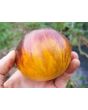 Tomato 'Alice's Dream'