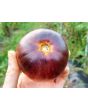 Tomato 'Alice's Dream'