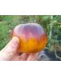 Tomato 'Alice's Dream'