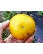 Tomato 'Alice's Dream'