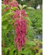 Amaranth 'Love Lies Bleeding'