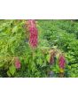 Amaranth 'Love Lies Bleeding'