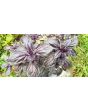 Basil 'Crimson King' 