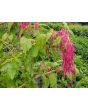 Amaranth 'Love Lies Bleeding'