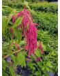 Amaranth 'Love Lies Bleeding'