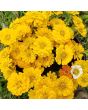Zinnia 'Canary Bird' Seeds (Certified Organic)
