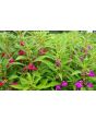 Balsam Impatiens Mix