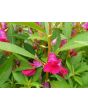 Balsam Impatiens Mix
