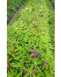 Balsam Impatiens Mix
