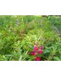 Balsam Impatiens Mix