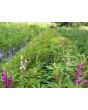 Balsam Impatiens Mix