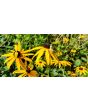 Black-Eyed Susan