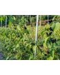 Garden Huckleberry Seeds (Certified Organic)