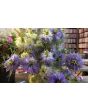 Love-in-a-Mist Mix Seeds (Certified Organic)