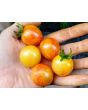 Tomato 'Sunrise Bumblebee' 