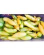 Hot Pepper ‘Sugar Rush Peach’ 