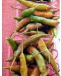 Hot Pepper ‘Aji Colorado’ 