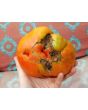 Tomato 'Believe It Or Not' 