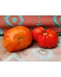 Tomato 'Giganta Zenta Semi' Seeds (Certified Organic)