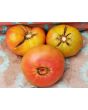 Tomato 'Stump of the World' 