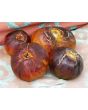 Tomato 'Alice's Dream'