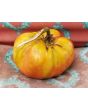 Tomato 'Flathead Monster Pink' Seeds (Certified Organic)