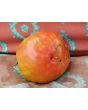 Tomato 'Flathead Monster Pink' Seeds (Certified Organic)