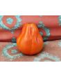 Tomato 'Italian Red Pear' 