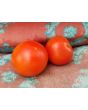 Tomato 'Sub-Arctic Plenty' 