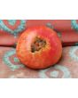 Tomato 'Ponderosa Pink' 