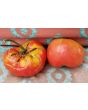 Tomato 'German Queen' 