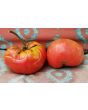 Tomato 'German Queen' 