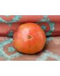 Tomato 'Blue Beauty' 