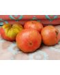 Tomato 'German Giant'