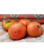 Tomato 'German Giant'