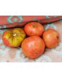 Tomato 'German Giant'