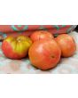 Tomato 'German Giant'