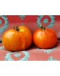 Tomato 'Cuostralee'