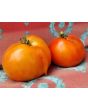 Tomato 'Cuostralee'