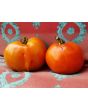 Tomato 'Cuostralee'