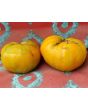 Tomato 'Hillbilly' 